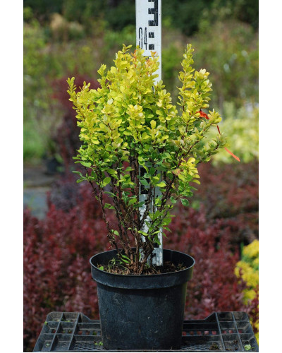 Барбарис Тунберга Голден Рокет ® | Berberis thunbergii Golden Rocket ®