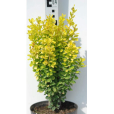 Барбарис Тунберга Голден Рокет ® | Berberis thunbergii Golden Rocket ®