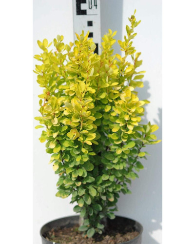 Барбарис Тунберга Голден Рокет ® | Berberis thunbergii Golden Rocket ®