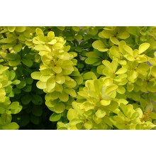 Барбарис Тунберга Голден Рокет ® | Berberis thunbergii Golden Rocket ®