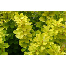 Барбарис Тунберга Голден Рокет ® | Berberis thunbergii Golden Rocket ®