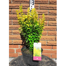 Барбарис Тунберга Голден Рокет ® | Berberis thunbergii Golden Rocket ®