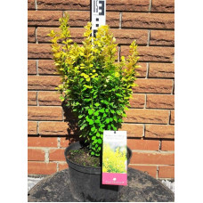 Барбарис Тунберга Голден Рокет ® | Berberis thunbergii Golden Rocket ®