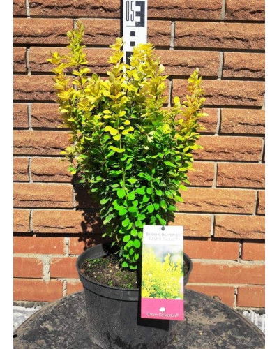 Барбарис Тунберга Голден Рокет ® | Berberis thunbergii Golden Rocket ®