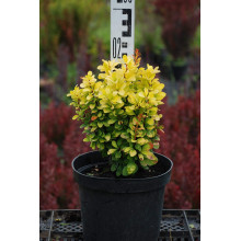 Барбарис Тунберга Голден Рокет ® | Berberis thunbergii Golden Rocket ®