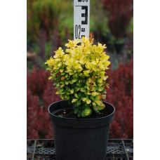 Барбарис Тунберга Голден Рокет ® | Berberis thunbergii Golden Rocket ®