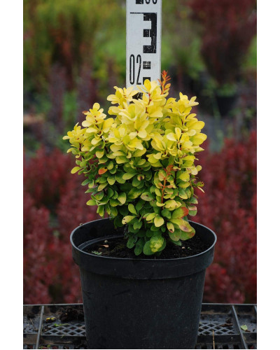 Барбарис Тунберга Голден Рокет ® | Berberis thunbergii Golden Rocket ®