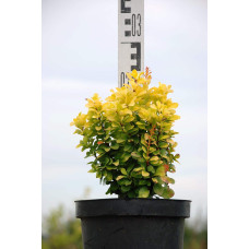 Барбарис Тунберга Голден Рокет ® | Berberis thunbergii Golden Rocket ®