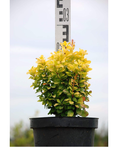 Барбарис Тунберга Голден Рокет ® | Berberis thunbergii Golden Rocket ®