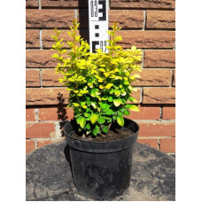 Барбарис Тунберга Голден Рокет ® | Berberis thunbergii Golden Rocket ®