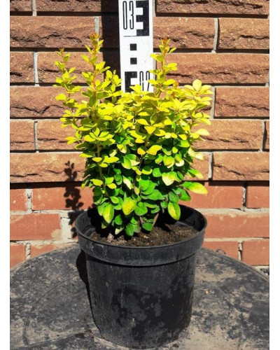 Барбарис Тунберга Голден Рокет ® | Berberis thunbergii Golden Rocket ®