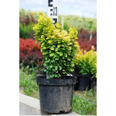 Барбарис Тунберга Голден Рокет ® | Berberis thunbergii Golden Rocket ®