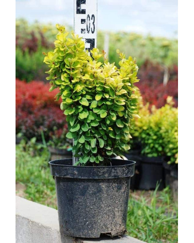 Барбарис Тунберга Голден Рокет ® | Berberis thunbergii Golden Rocket ®