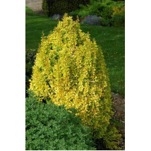 Барбарис Тунберга Голден Торч / Тач | Berberis thunbergii Golden Torch | Барбарис Тунберга Голден Торч / Тач