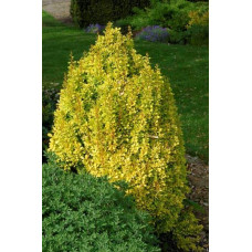 Барбарис Тунберга Голден Торч / Тач | Berberis thunbergii Golden Torch | Барбарис Тунберга Голден Торч / Тач