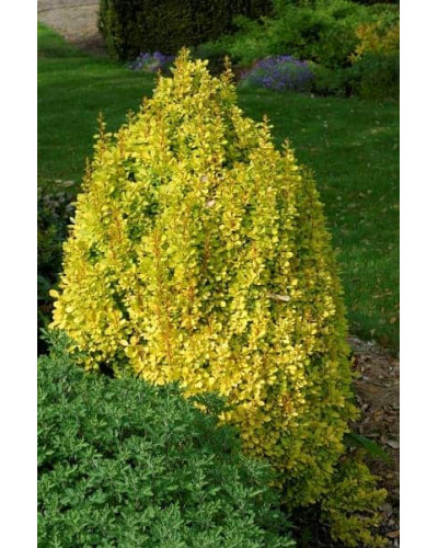 Барбарис Тунберга Голден Торч / Тач | Berberis thunbergii Golden Torch | Барбарис Тунберга Голден Торч / Тач