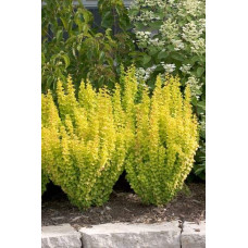 Барбарис Тунберга Голден Торч / Тач | Berberis thunbergii Golden Torch | Барбарис Тунберга Голден Торч / Тач
