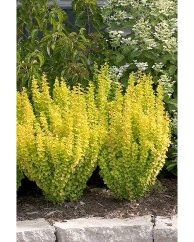 Барбарис Тунберга Голден Торч / Тач | Berberis thunbergii Golden Torch | Барбарис Тунберга Голден Торч / Тач
