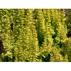 Барбарис Тунберга Голден Торч / Тач | Berberis thunbergii Golden Torch | Барбарис Тунберга Голден Торч / Тач