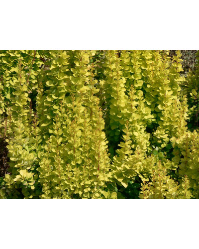 Барбарис Тунберга Голден Торч / Тач | Berberis thunbergii Golden Torch | Барбарис Тунберга Голден Торч / Тач