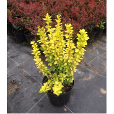 Барбарис Тунберга Голден Торч / Тач | Berberis thunbergii Golden Torch | Барбарис Тунберга Голден Торч / Тач