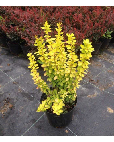 Барбарис Тунберга Голден Торч / Тач | Berberis thunbergii Golden Torch | Барбарис Тунберга Голден Торч / Тач