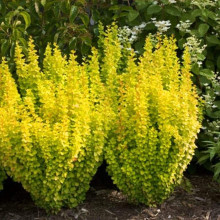 Барбарис Тунберга Голден Торч / Тач | Berberis thunbergii Golden Torch | Барбарис Тунберга Голден Торч / Тач