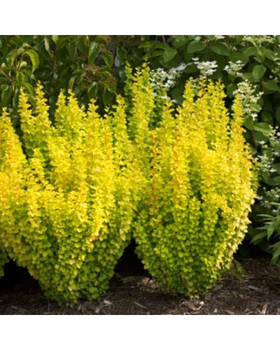 Барбарис Тунберга Голден Торч / Тач | Berberis thunbergii Golden Torch | Барбарис Тунберга Голден Торч / Тач