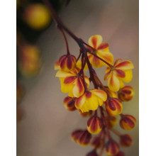 Барбарис Тунберга Голден Торч / Тач | Berberis thunbergii Golden Torch | Барбарис Тунберга Голден Торч / Тач