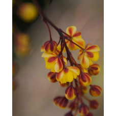 Барбарис Тунберга Голден Торч / Тач | Berberis thunbergii Golden Torch | Барбарис Тунберга Голден Торч / Тач
