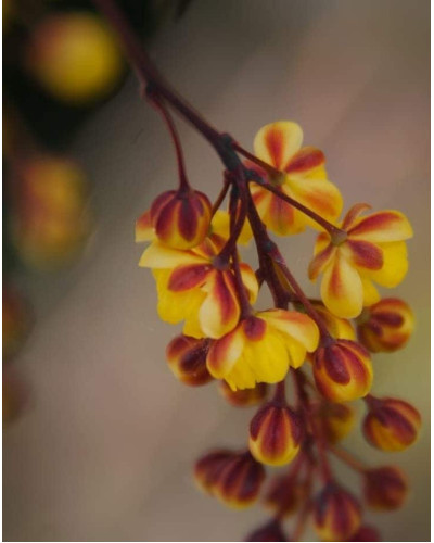 Барбарис Тунберга Голден Торч / Тач | Berberis thunbergii Golden Torch | Барбарис Тунберга Голден Торч / Тач