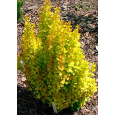 Барбарис Тунберга Голден Торч / Тач | Berberis thunbergii Golden Torch | Барбарис Тунберга Голден Торч / Тач