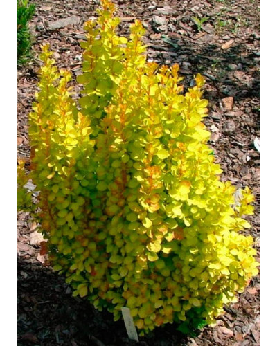 Барбарис Тунберга Голден Торч / Тач | Berberis thunbergii Golden Torch | Барбарис Тунберга Голден Торч / Тач
