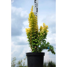 Барбарис Тунберга Голден Торч / Тач | Berberis thunbergii Golden Torch | Барбарис Тунберга Голден Торч / Тач