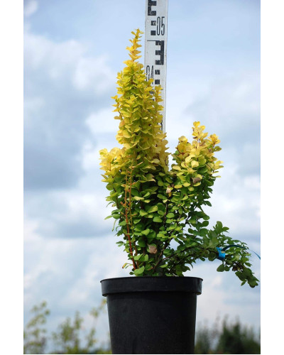 Барбарис Тунберга Голден Торч / Тач | Berberis thunbergii Golden Torch | Барбарис Тунберга Голден Торч / Тач