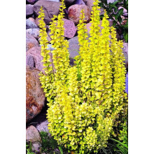 Барбарис Тунберга Голден Торч / Тач | Berberis thunbergii Golden Torch | Барбарис Тунберга Голден Торч / Тач