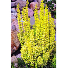 Барбарис Тунберга Голден Торч / Тач | Berberis thunbergii Golden Torch | Барбарис Тунберга Голден Торч / Тач