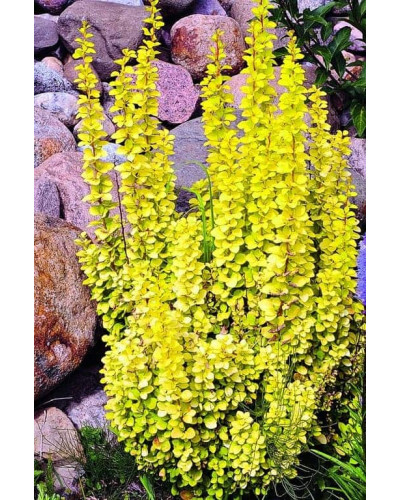 Барбарис Тунберга Голден Торч / Тач | Berberis thunbergii Golden Torch | Барбарис Тунберга Голден Торч / Тач