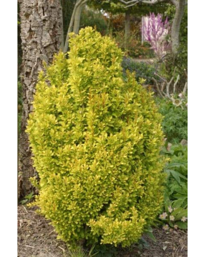 Барбарис Тунберга Голден Торч / Тач | Berberis thunbergii Golden Torch | Барбарис Тунберга Голден Торч / Тач
