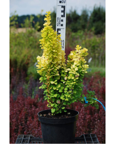 Барбарис Тунберга Голден Торч / Тач | Berberis thunbergii Golden Torch | Барбарис Тунберга Голден Торч / Тач