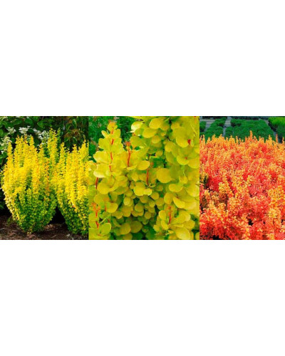 Барбарис Тунберга Голден Торч / Тач | Berberis thunbergii Golden Torch | Барбарис Тунберга Голден Торч / Тач