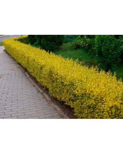 Барбарис Тунберга Голден Торч / Тач | Berberis thunbergii Golden Torch | Барбарис Тунберга Голден Торч / Тач