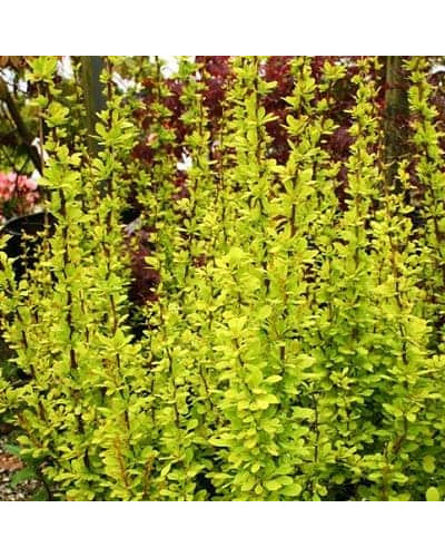 Барбарис Тунберга Голден Торч / Тач | Berberis thunbergii Golden Torch | Барбарис Тунберга Голден Торч / Тач