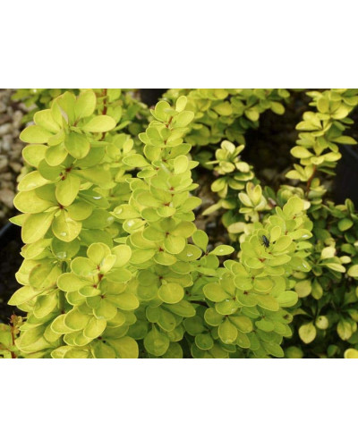 Барбарис Тунберга Голден Торч / Тач | Berberis thunbergii Golden Torch | Барбарис Тунберга Голден Торч / Тач