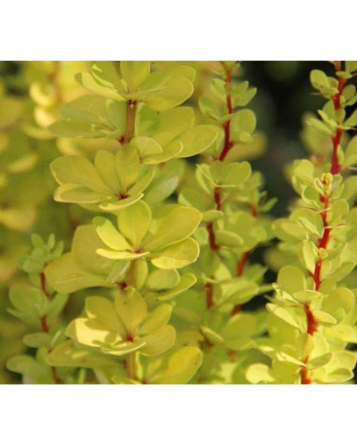 Барбарис Тунберга Голден Торч / Тач | Berberis thunbergii Golden Torch | Барбарис Тунберга Голден Торч / Тач