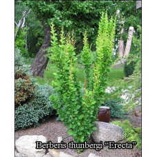 Барбарис Тунберга Еректа | Барбарис Тунберга Эректа | Berberis thunbergii Erecta