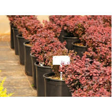 Барбарис Тунберга Конкорд | Барбарис Тунберга Конкорд | Berberis thunbergii Concorde