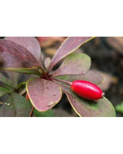 Барбарис Тунберга Короніта | Барбарис Тунберга Коронита | Berberis Thunbergii Coronita