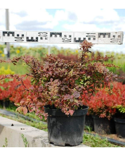 Барбарис Тунберга Короніта | Барбарис Тунберга Коронита | Berberis Thunbergii Coronita