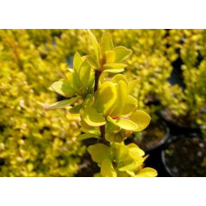 Барбарис Тунберга Марія ® | Барбарис Тунберга Мария ® | Berberis thunbergii Maria ®